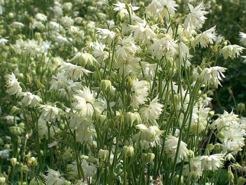 Orlik 'Green Apples' (W)