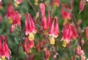 Orlik- kanadyjski- Aquilegia canadensis 'Little Lanterns' (L)