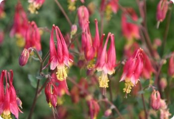 Orlik- kanadyjski- Aquilegia canadensis 'Little Lanterns' (L)
