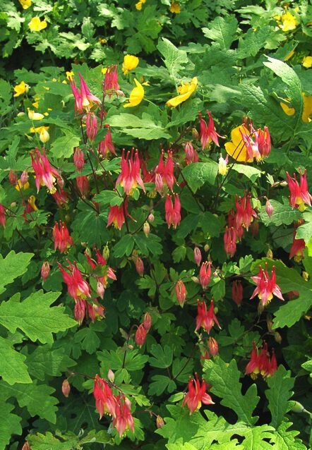 Orlik- kanadyjski- Aquilegia canadensis 'Little Lanterns' (L)