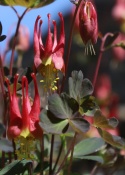 Orlik- kanadyjski- Aquilegia canadensis 'Little Lanterns' (L)