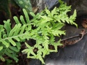 Paprotka zwyczajna- Polypodium vulgare ‘Bifido-Multifidum’ (W)