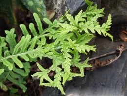 Paprotka zwyczajna- Polypodium vulgare ‘Bifido-Multifidum’ (W)