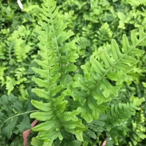 Paprotka zwyczajna- Polypodium vulgare ‘Bifido-Multifidum’ (W)