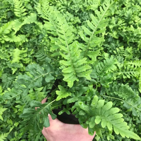Paprotka zwyczajna- Polypodium vulgare ‘Bifido-Multifidum’ (W)