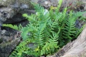 Paprotka zwyczajna- Polypodium vulgare (L)