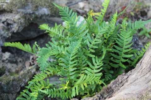 Paprotka zwyczajna- Polypodium vulgare (L)