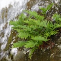 Paprotka zwyczajna- Polypodium vulgare (L)