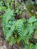 Paprotka zwyczajna- Polypodium vulgare (L)