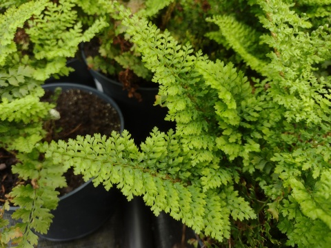 Paprotnik 'Plumosum Densum' (L)