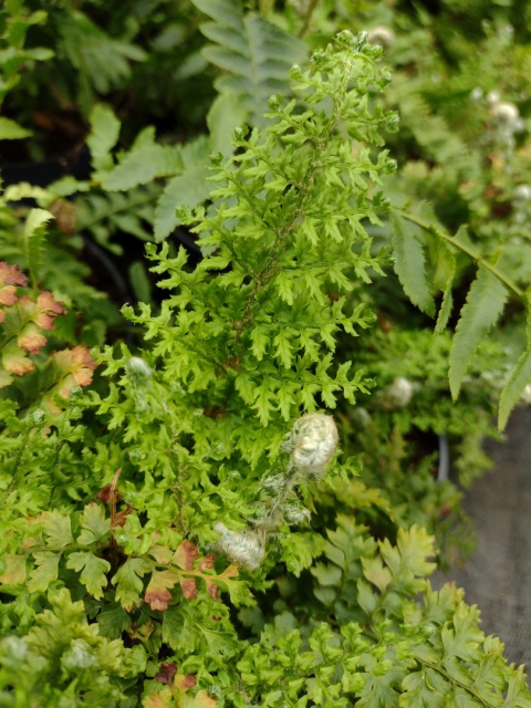 Paprotnik 'Plumosum Densum' (L)