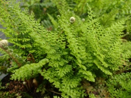 Paprotnik 'Plumosum Densum' (L)