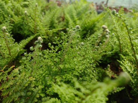 Paprotnik 'Plumosum Densum' (L)