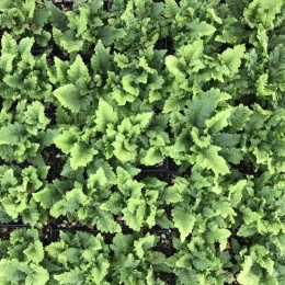 Paprotnik- Polystichum Congestum (L)