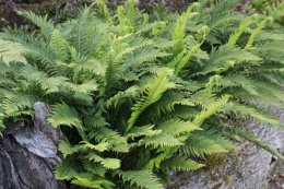 Paprotnik kolczysty- Polystichum aculeatum (W)