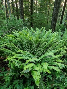 Paprotnik zbrojony (L)