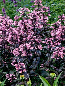 Penstemon 'Dakota Burgundy' (L)