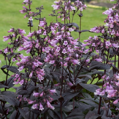 Penstemon 'Dakota Burgundy' (L)