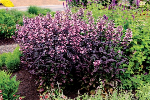 Penstemon 'Dakota Burgundy' (L)