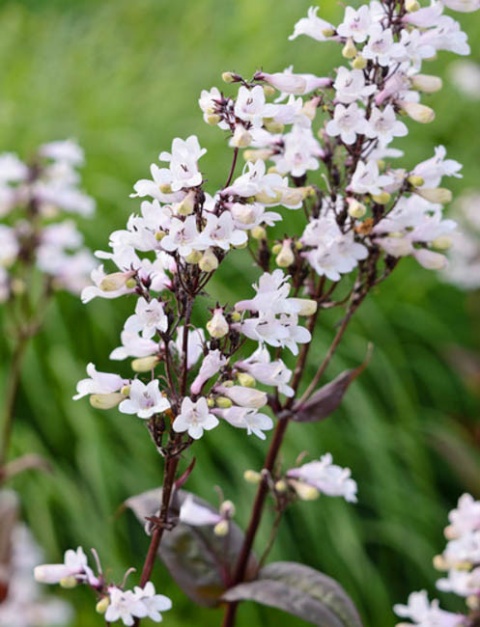 Penstemon naparstnicowaty- Penstemon digitalis 'Huster Red' (W)