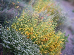 Penstemon sosnowaty- Penstemon pinifolius 'Shades of Mango' (L)