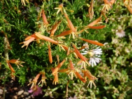 Penstemon sosnowaty- Penstemon pinifolius 'Shades of Mango' (L)