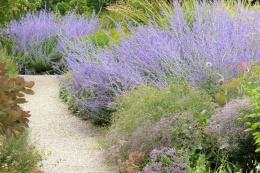 Perovskia 'Lacely Blue' (L)