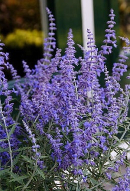 Perovskia 'Lacely Blue' (L)