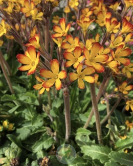 Pierwiosnek 'Oakleaf yellow Picotee' (L)