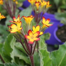 Pierwiosnek 'Oakleaf yellow Picotee' (L)