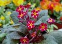 Pierwiosnek- Primula 'Dark Rosaleen' (L)