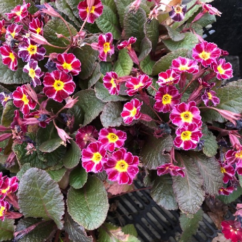 Pierwiosnek- Primula 'Dark Rosaleen' (L)