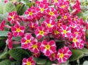 Pierwiosnek- Primula 'Dark Rosaleen' (L)