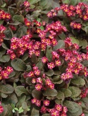 Pierwiosnek- Primula 'Dark Rosaleen' (L)