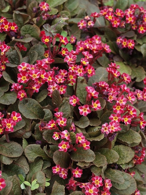 Pierwiosnek- Primula 'Dark Rosaleen' (L)