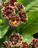 Pierwiosnek- Primula 'Elizabeth Killelay' (W)