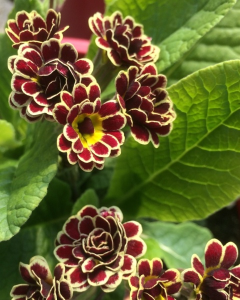 Pierwiosnek- Primula 'Elizabeth Killelay' (W)