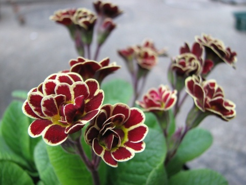 Pierwiosnek- Primula 'Elizabeth Killelay' (W)