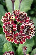 Pierwiosnek- Primula 'Elizabeth Killelay' (W)