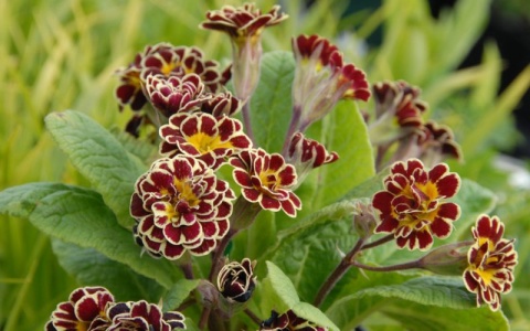 Pierwiosnek- Primula 'Elizabeth Killelay' (W)