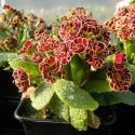 Pierwiosnek- Primula 'Elizabeth Killelay' (W)