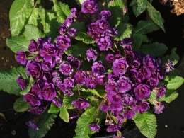 Pierwiosnek- Primula 'Strong Beer' (W)