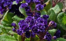 Pierwiosnek- Primula 'Strong Beer' (W)