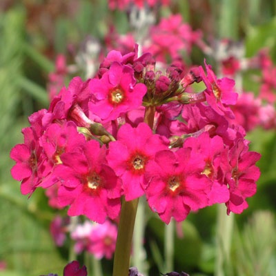 Pierwiosnek japoński - Primula japonica 'Carminea' (L)