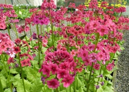 Pierwiosnek japoński - Primula japonica 'Miller's Crimson' (W)