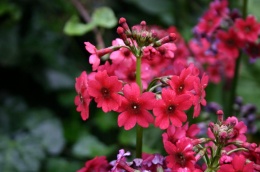 Pierwiosnek japoński - Primula japonica 'Miller's Crimson' (W)