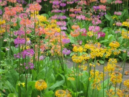 Pierwiosnek kandelabrowa- Primula bullesiana (W)