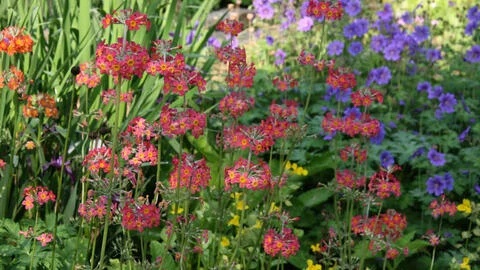 Pierwiosnek kandelabrowa- Primula bullesiana (W)