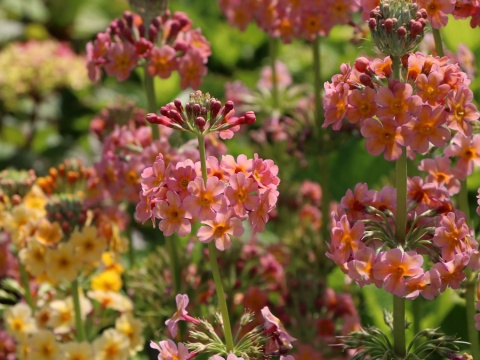 Pierwiosnek kandelabrowa- Primula bullesiana (W)