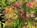 Pierwiosnek kandelabrowa- Primula bullesiana (W)